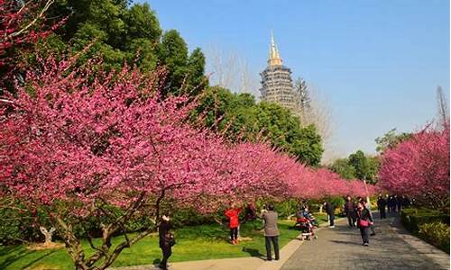 红梅公园梅花节照片高清,红梅公园梅花节