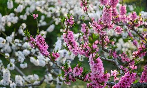 济南百花公园碧桃花开放时间是几点,济南百