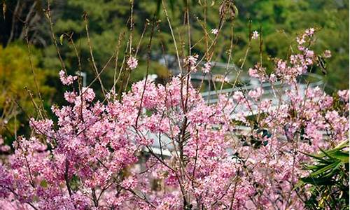 狐尾山公园樱花几月开,狐尾山公园健康步道