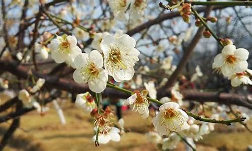 香雪公园梅花_香雪公园梅花开了没有