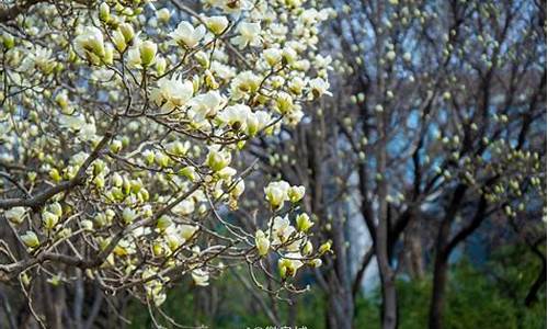 济南百花公园玉兰开花_济南百花公园几月份