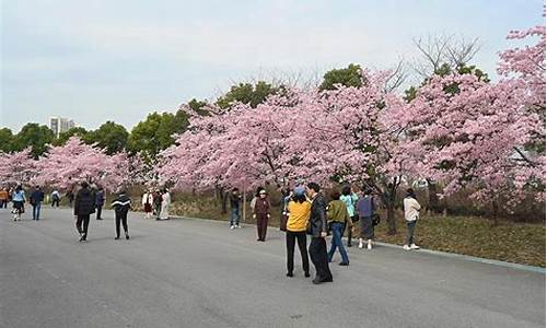 宝山顾村公园樱花节_上海宝山顾村公园樱花开了吗