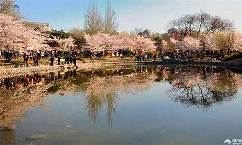 北京玉渊潭公园樱花节,北京玉渊潭公园樱花节开幕