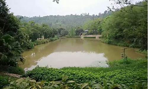 深圳龙城公园有大草地吗,龙岗龙城公园有桑树吗