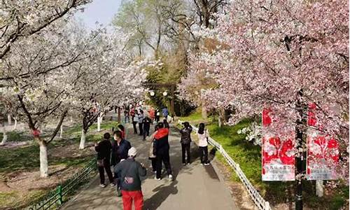 玉渊潭公园樱花节年票能用,玉渊潭 樱花 年票