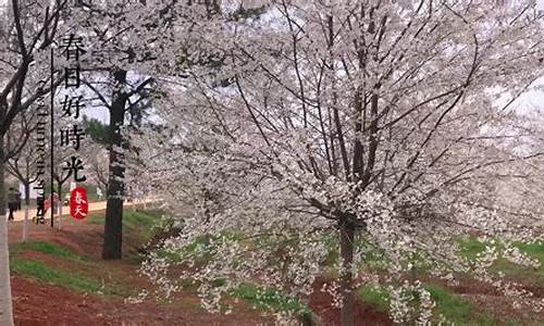 南昌湾里樱花谷风景区在哪里_湾沚樱花森林公园在哪