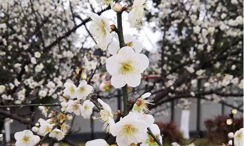 广州日报香雪公园桃花_广州香雪公园风景