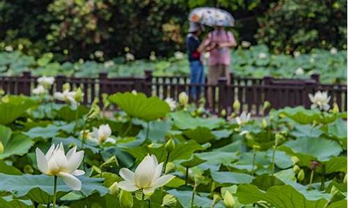 深圳洪湖公园荷花几月份开放,深圳洪湖公园荷花几月份开