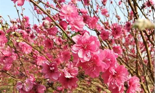 石马桃花公园门票,石马桃花公园桃花几时开