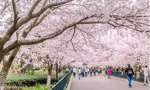 青岛中山公园的樱花几月份开花_2021年青岛中山公园的樱花什