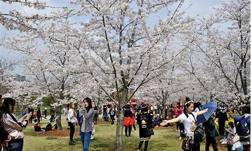 顾村公园樱花节人多吗_顾村公园樱花节老年人免票吗