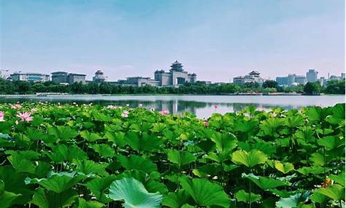 厦门莲花公园附近美食,厦门莲花公园简介