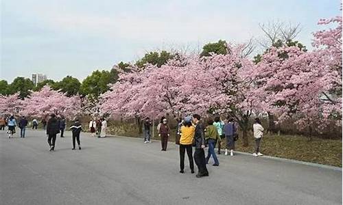 宝山顾村公园樱花节-上海宝山顾村公园樱花